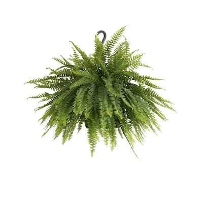 United Nursery House Plants Indoor Plants The Home Depot