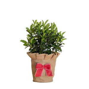 2.5 qt. Holiday Oakland Japanese Holly (Ilex) Living Christmas Tree with Burlap Wrap