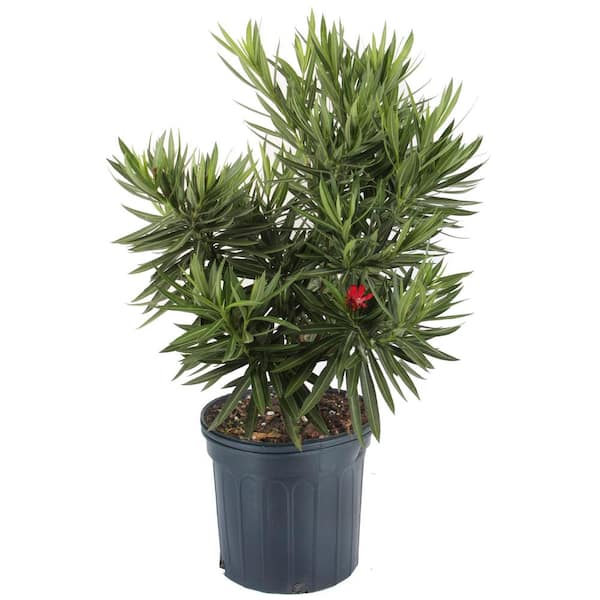 3 Gal. Nerium Oleander Bush Asst Shrubs in Grow Pot