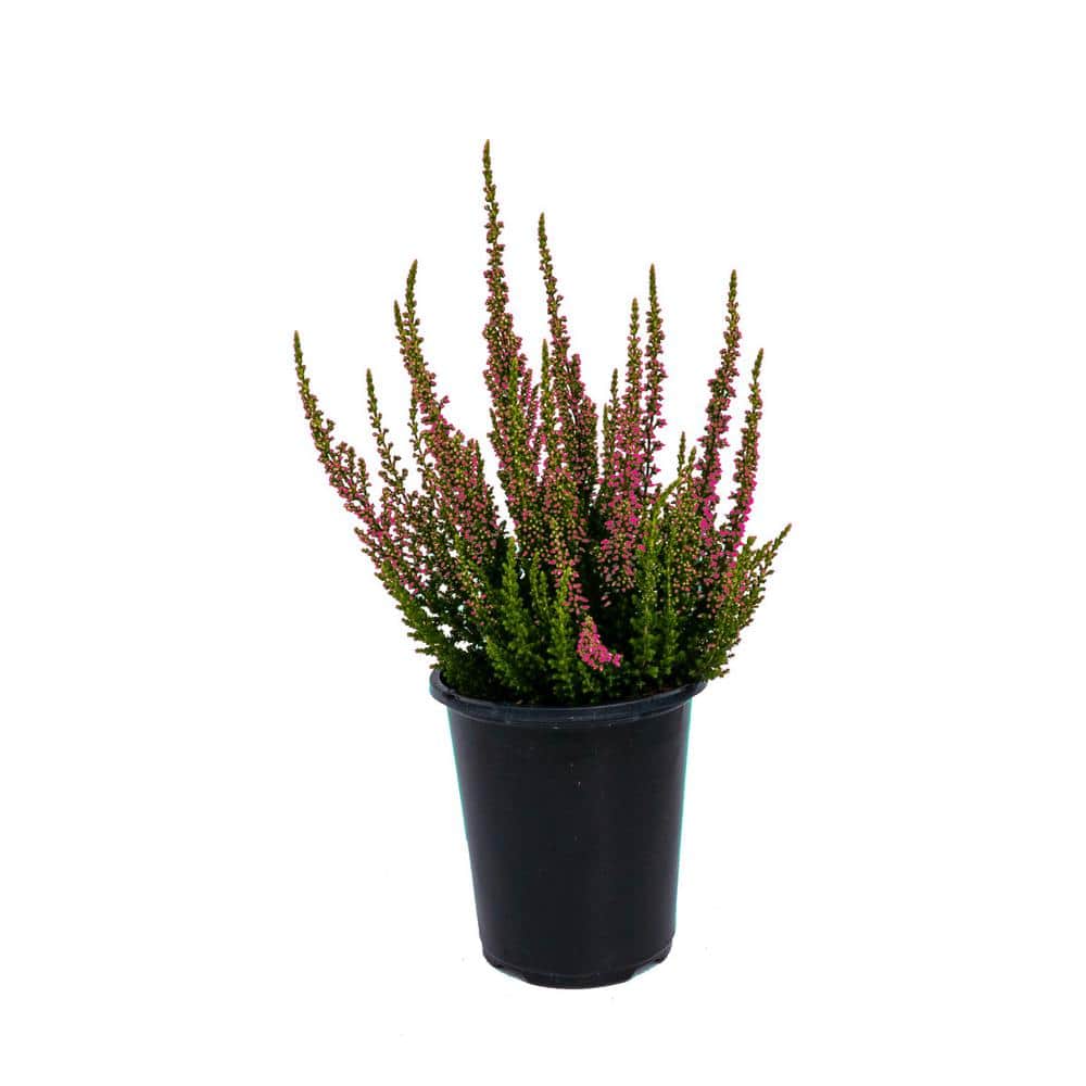 1.0 qt. Perennial Heather Erica Kramers Red