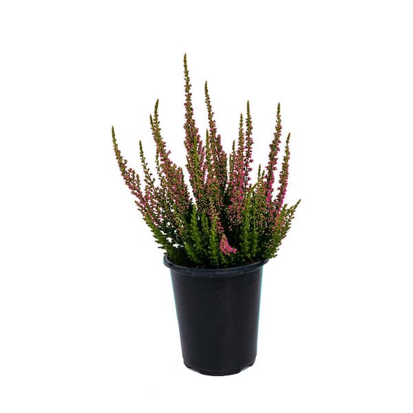 Unbranded 1.0 qt. Perennial Heather Erica Kramer's Red