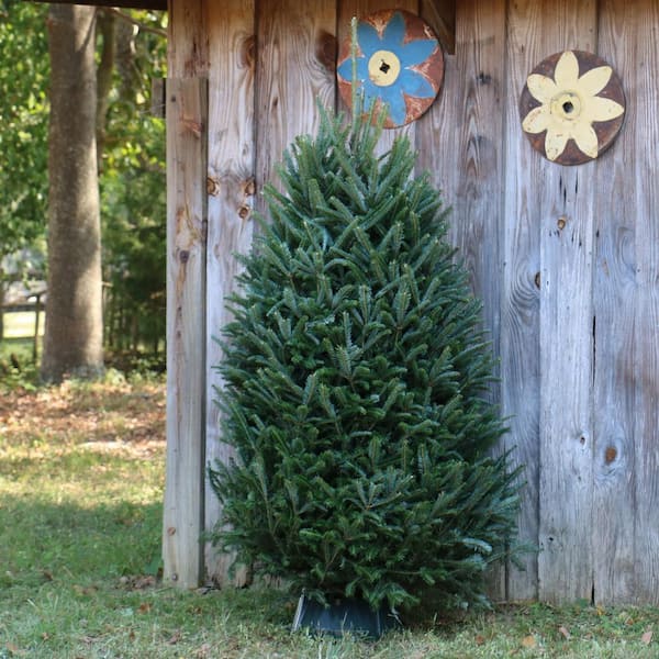 Cottage Farms Direct 6 ft. to 6.5 ft. Freshly Cut Fraser Fir Real Christmas Tree (Live)
