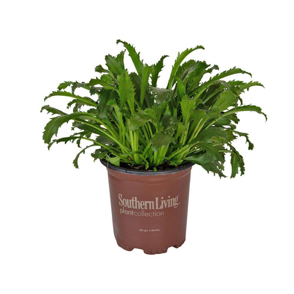 Real Glory Leucanthemum Shasta Daisy in 2.5 Quart Pot