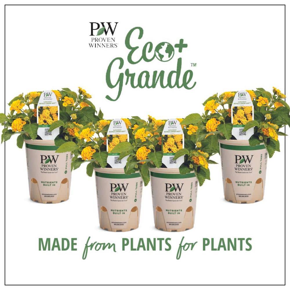 proven-winners-annual-flowers-