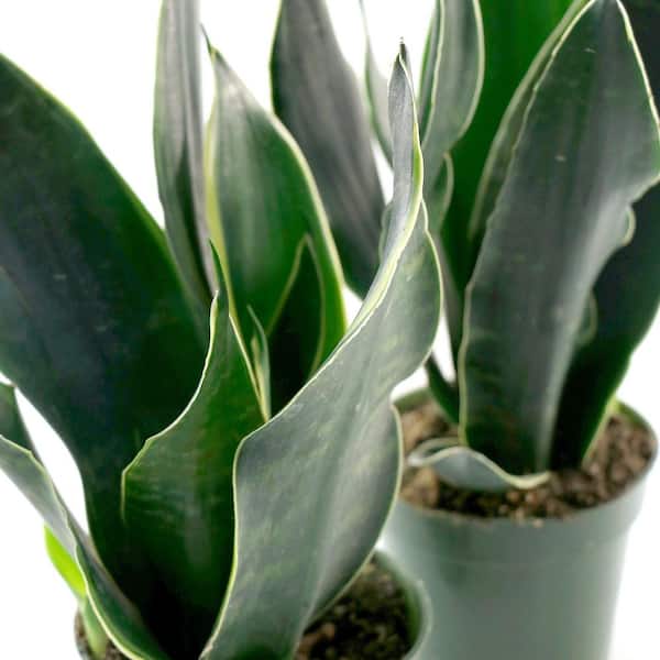 4 in. Sansevieria Fabi Plant in Grower Container (3-Pack)