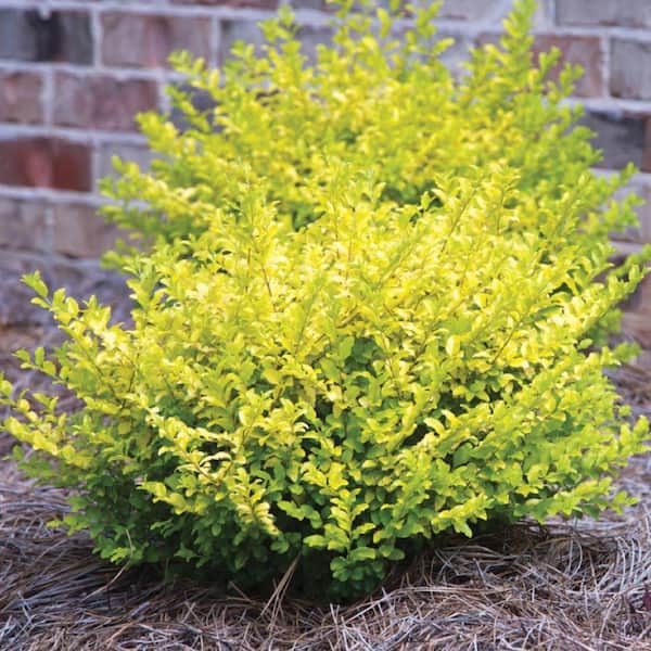 Online Orchards 1 Gal. Golden Privet Shrub