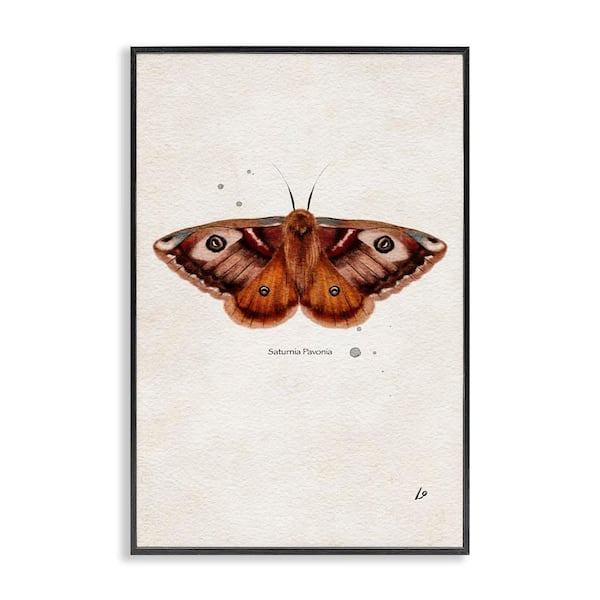 Stupell Industries Scientific Orange Moth by Lydia Orange Black Framed Animal Giclee Art Print 30 in. x 20 in.