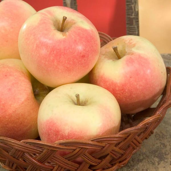 Gala Apples (PAT.#3637) - Womack Nursery