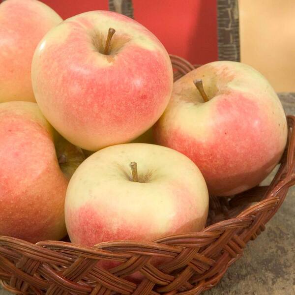 Honeycrisp Apple Tree: Apple and Fruit Trees From Gurneys