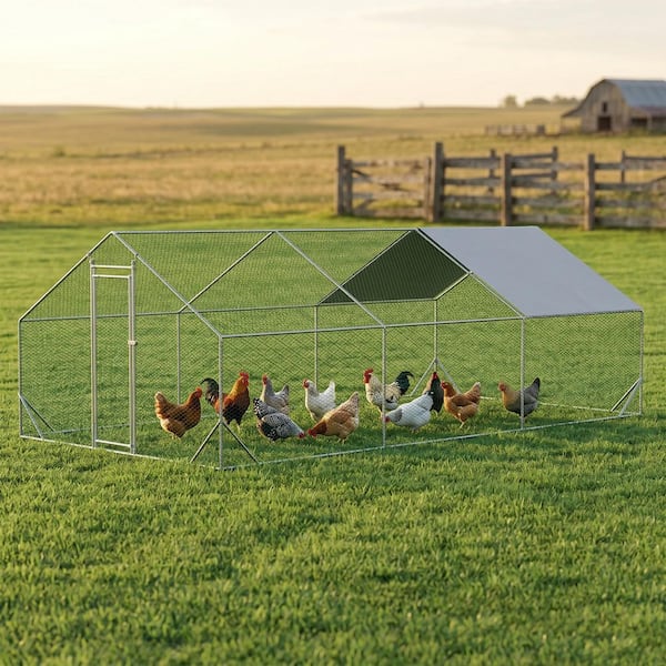 ウォーク Siavonce 240 in. W Walk-in Large Metal Chicken Coop, Galvanized