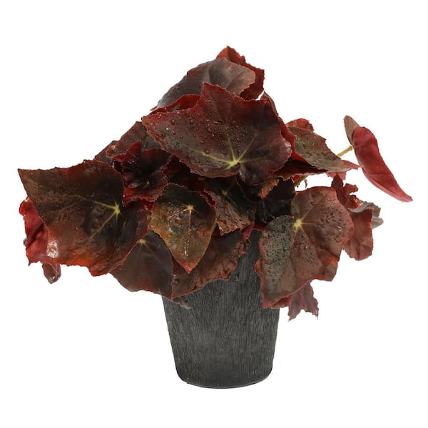 SEASON TO SEASON 4.5 in. Crown Jewel Begonia Joyful Jasper Plant in Deco Pot