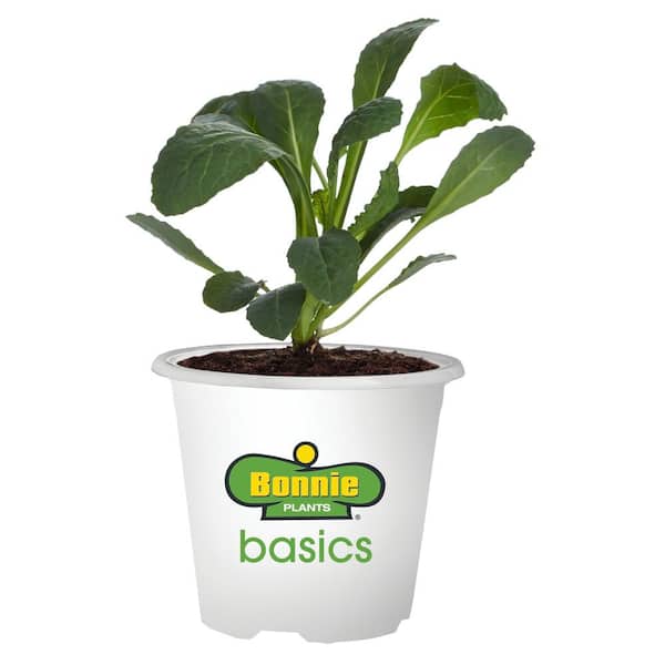 12 oz. Basics Cabbage Plant