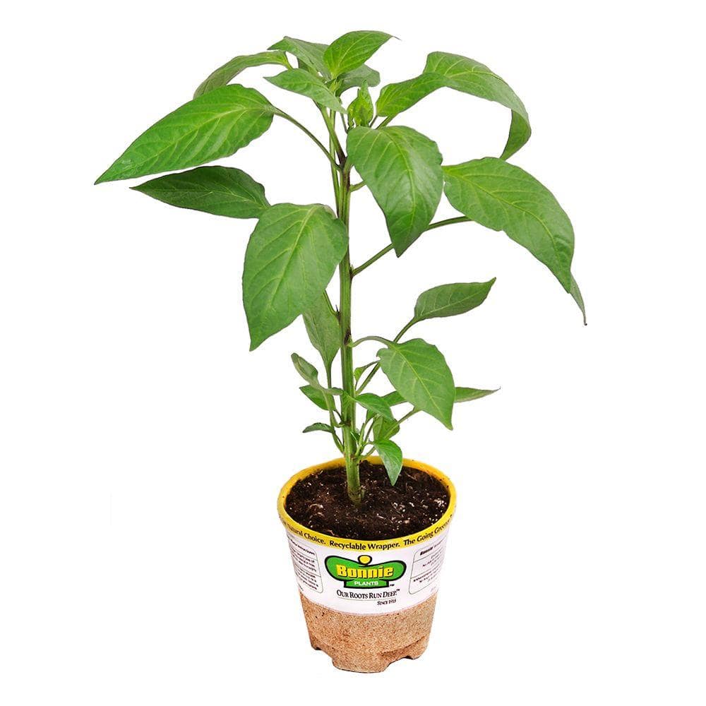 Bonnie Plants 19 oz. Hot Golden Cayenne Pepper Plant 2201 The Home Depot