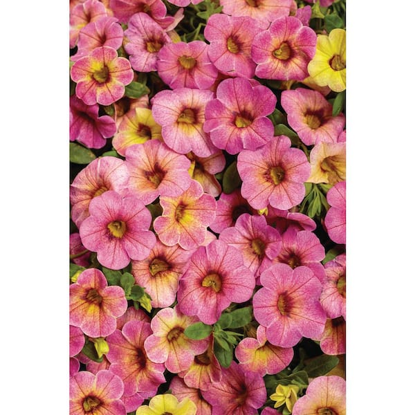 PROVEN WINNERS 4.25 in. Eco+Grande, Superbells Prism Pink Lemonade