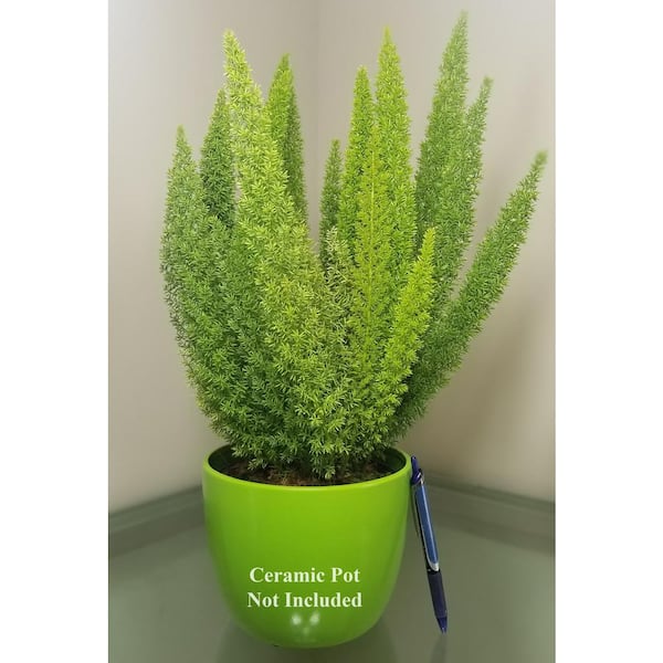Foxtail Fern Plant In 6 In Grower Pot Fxtfrn006 The Home Depot