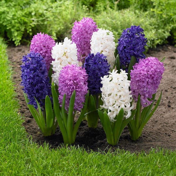 Longfield Gardens Hyacinth Summer Moon Bulbs (15-Pack)