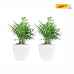 6 in. Neanthebella Palm Indoor Plant in Small White Ribbed Plastic Décor Planter (2-Pack)