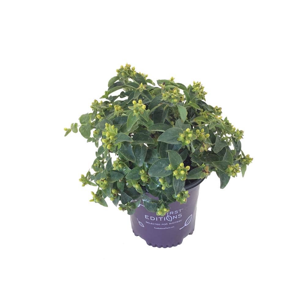 Saint Johns Wort Hypericum Green Live Plant