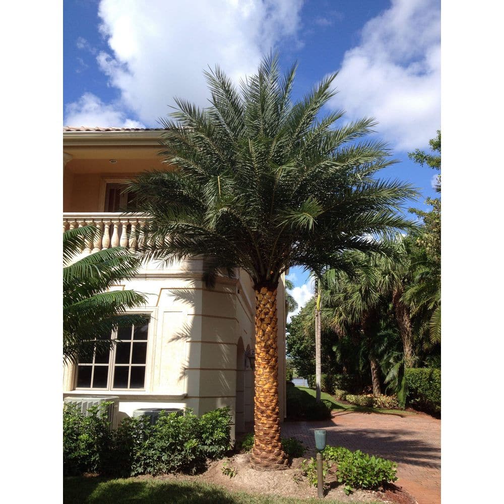 Sylvester Palm Evergreen 10-Inch Container with Silvery Blue-Green Fronds