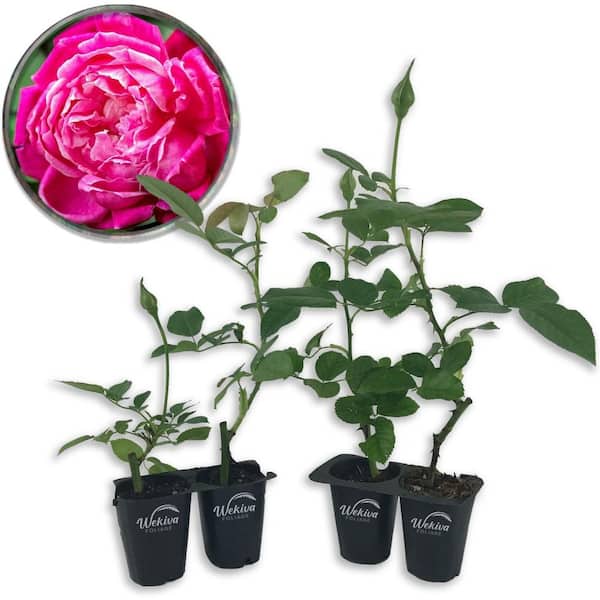 Wekiva Foliage Louis Philippe Rose Bush- 4 Live Starter Plants in 2 in. Growers Pots-Beautifully Fragrant Florida Rose