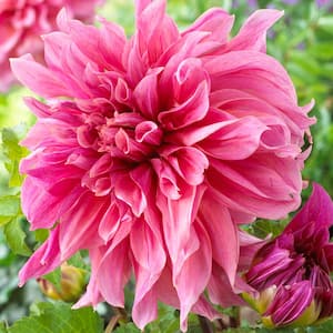 #1, Maki Dinnerplate Dahlia Flower Bulbs Bare Roots (Bag of 4)