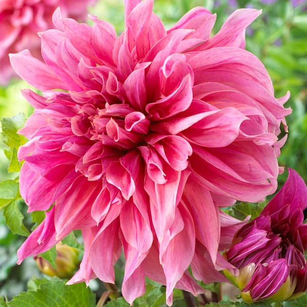 Garden State Bulb #1, Maki Dinnerplate Dahlia Flower Bulbs (Bag of 12)