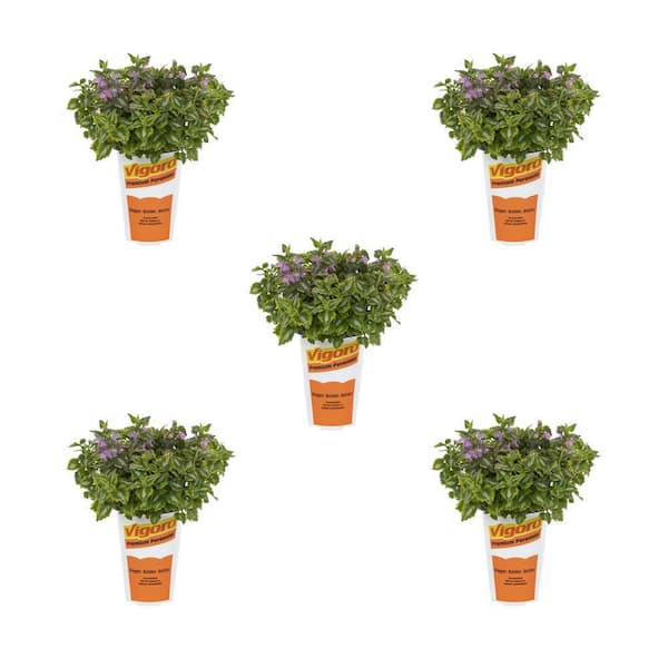 Vigoro 1.5 Pint. Lamium Dead Nettle Anne Greenway Pink Perennial Plant (5-Pack)