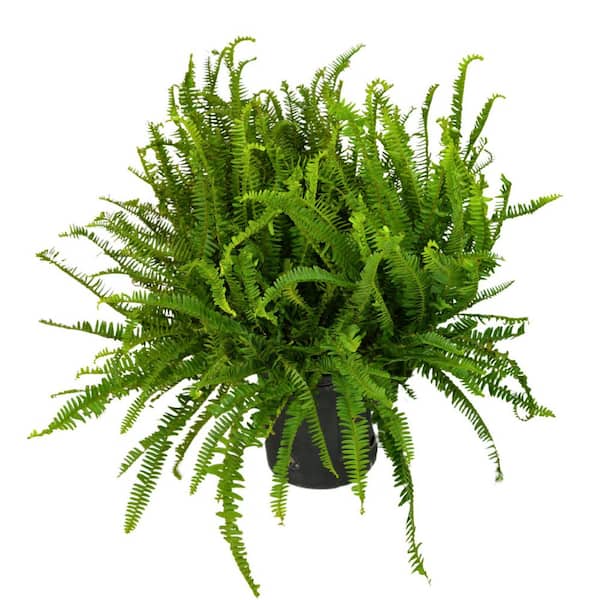 2.25 gal Fern Kimberly Garden with Green Foliage-1 Pack