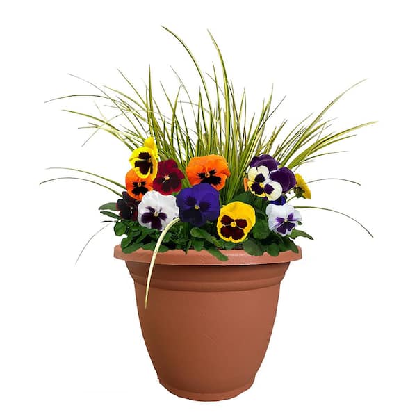 Unbranded 11 in. Pansy Annual Plant in Decorative Pot with Multi-Colored Blooms and Acorus Grass