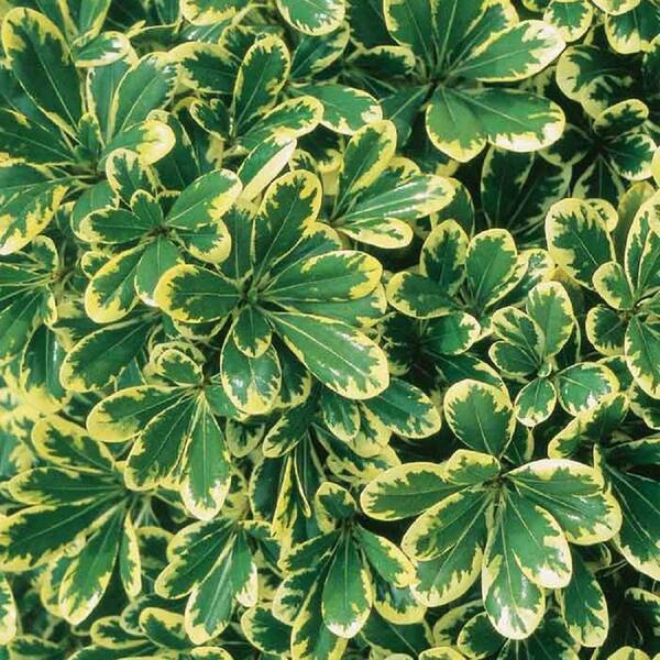 Southern Living Plant Collection 2.5 Qt. Mojo Pittosporum, Live Dwarf Evergreen Shrub, Green and White Variegated Foliage