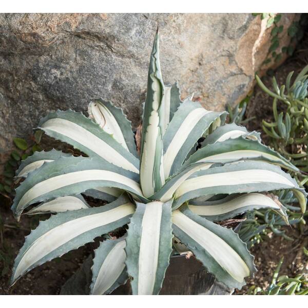 8 in. SPH Agave Americana Variegated Plant in Pot 1006125999 - The