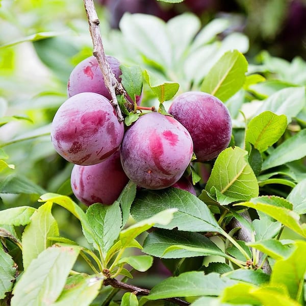 Unbranded 7 gal. Excelsior Plum Fruit Tree