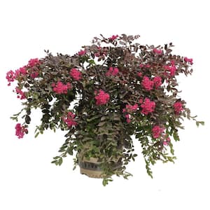 2 Gal. Pave Pink Deciduous Ornamental Crape Myrtle Tree with Pink Blooms
