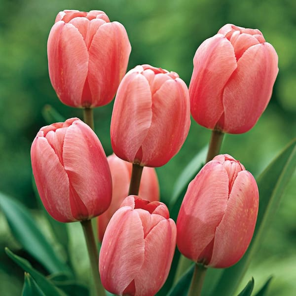 Van Bourgondien Pink Impression Darwin Hybrid Tulip Dormant Spring Flowering Bulbs (25-Pack)