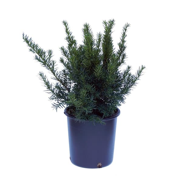 Cottage Gardens 1 Gal. Densiformis Taxus (Yew) Plant