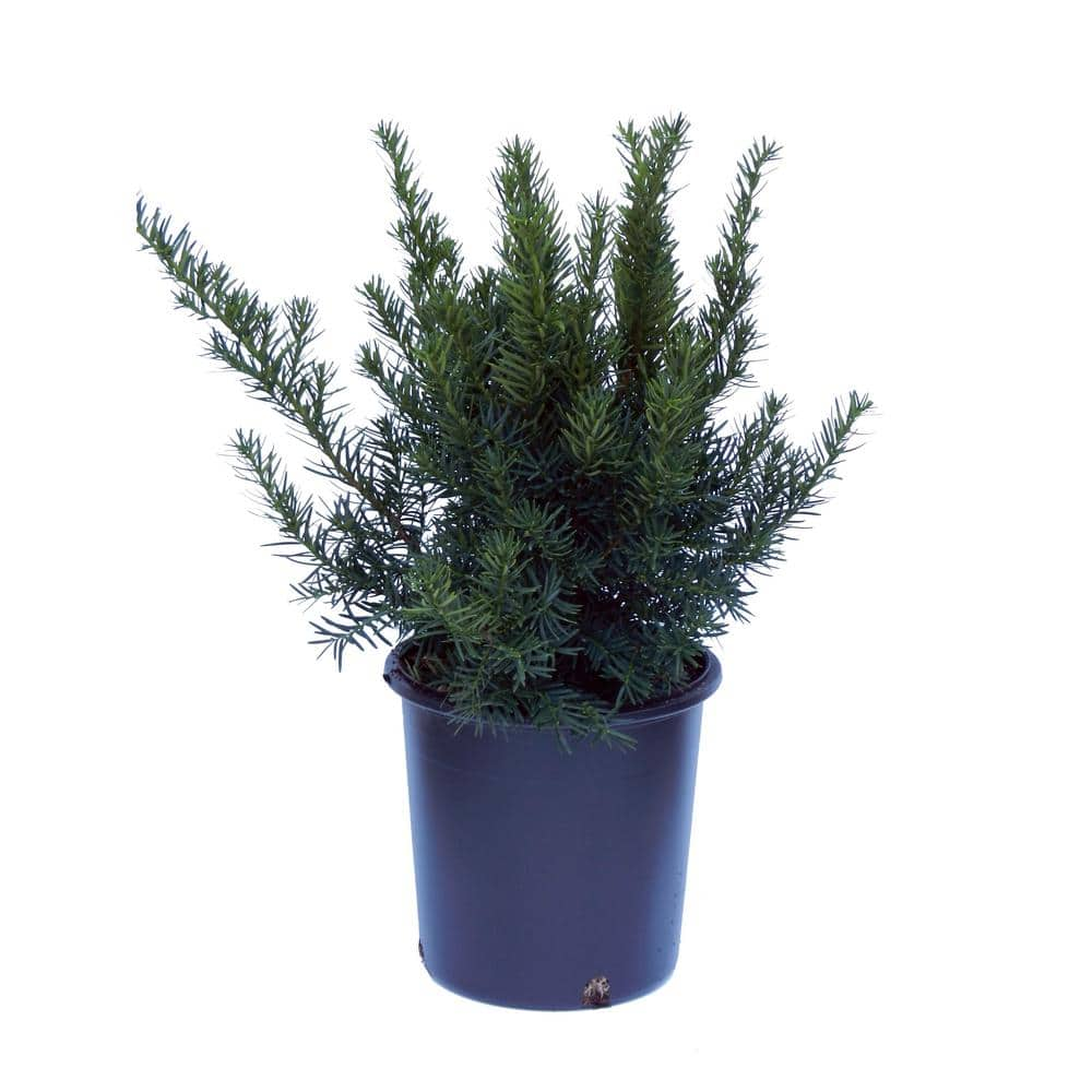 Cottage Gardens 2 Gal. Densiformis Taxus (Yew) Plant 13TAX2DENOL - The ...