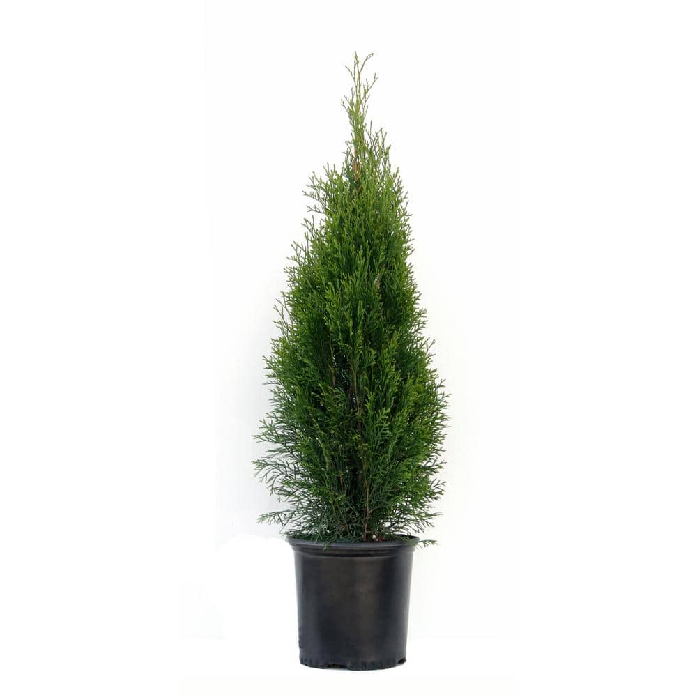 1.5 Gal. Emerald Green Arborvitae (Thuja) Live Evergreen Shrub