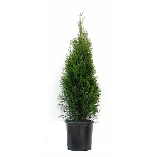 Unbranded 1.5 Gal. Emerald Green Arborvitae (Thuja) Live Evergreen Shrub