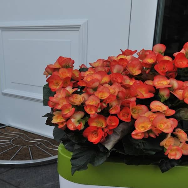 1 qt. Begonia Amstel Carneval x hiemalis Annual Plant with Orange and Yellow Flowers (5-Pack)