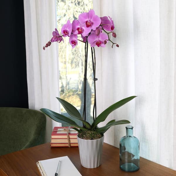 Just Add Ice Premium Orchid (Phalaenopsis) Pink Plant in 5 in