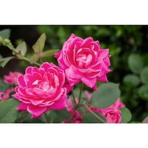 3 Gal. Pink Double Knock Out Rose Bush with Pink Flowers