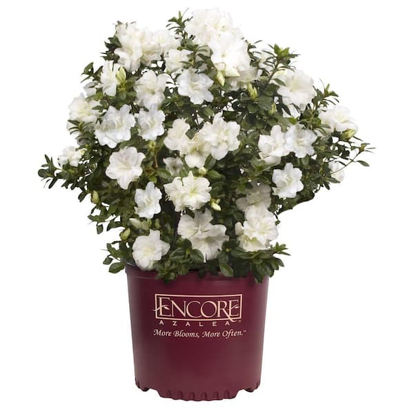 ENCORE AZALEA 2 Gal. Autumn Moonlight Azalea Bush with Reblooming White Flowers - Low-Maintenance Evergreen Shrub
