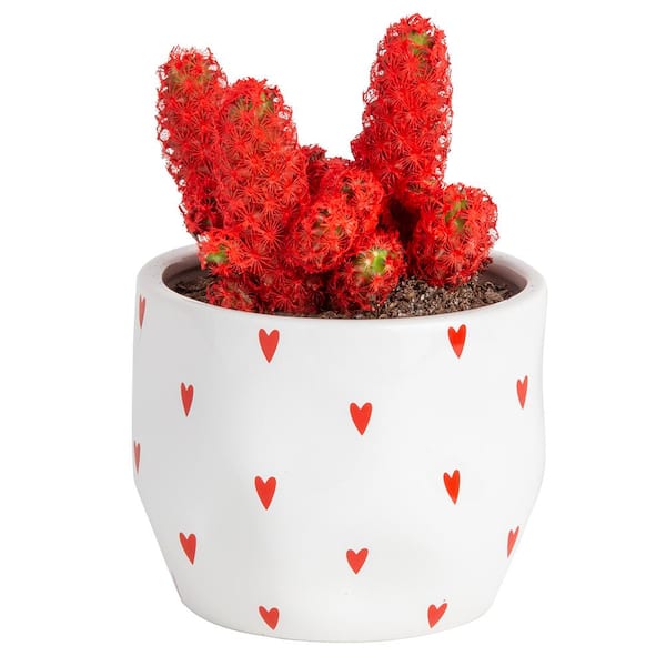 Costa Farms Red Desert Gems Indoor Cactus in 4 in. White Ceramic Planter, Avg. Shipping Height 6 in. Tall