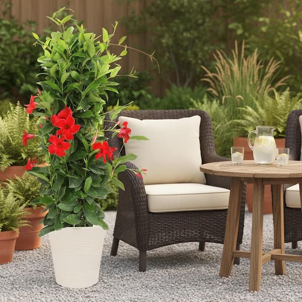 Vigoro 12 in. Mandevilla Red Shrub in Deco Pot SL00013780 - The