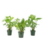 White Butterfly Arrowhead Plant (Syngonium) in 4 in. Grower Container (3-Plants)