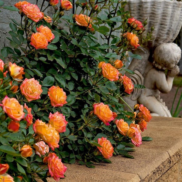 National Plant Network 2.5 in. Rose Orange Honey (3-Pack) National Plant Network 2.5 in. Rose Orange Honey (3-Pack)