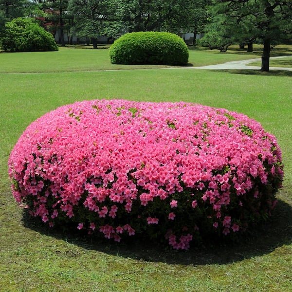 national PLANT NETWORK 4 in. Azalea FlorAmore Hot Pink Shrub (3