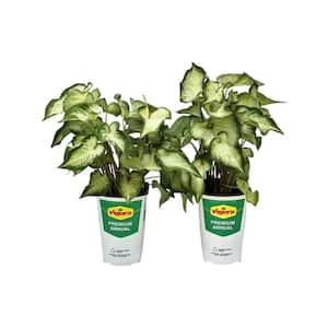 2.5 qt. Caladium White Delight in 6.33 in. Grower's Pot (2-Pack)