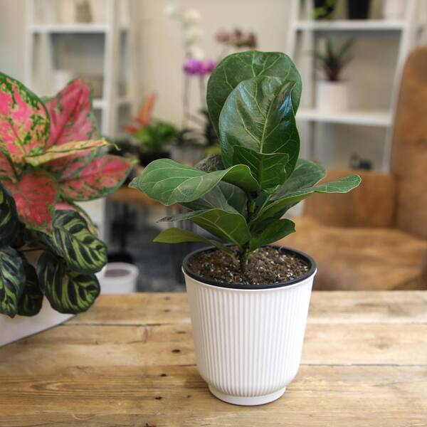 ALTMAN PLANTS Decorative Fiddle-Leaf Fig (Ficus Lyrata) Houseplant