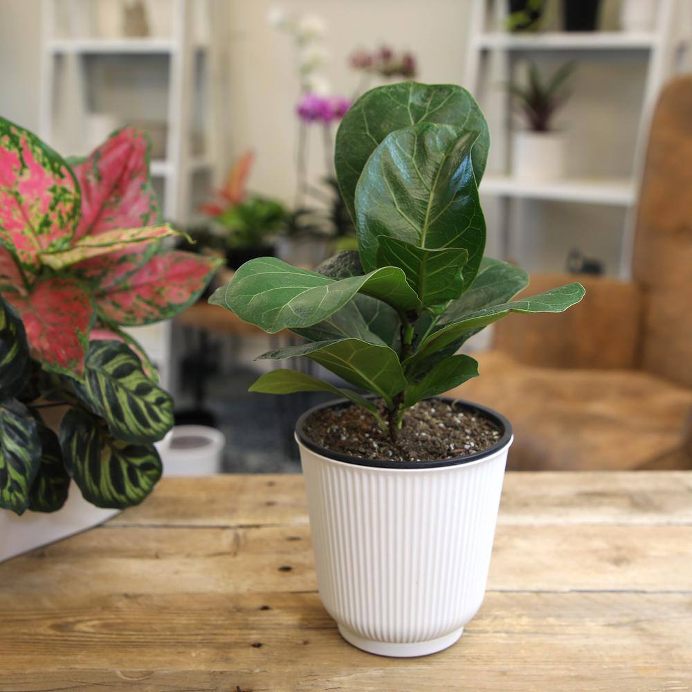 Large Fiddle-Leaf Fig in White Planter
